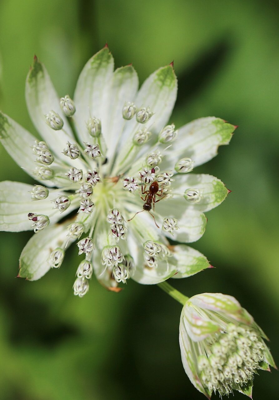 cropped-large-star-umbel-7329595_1920.jpg