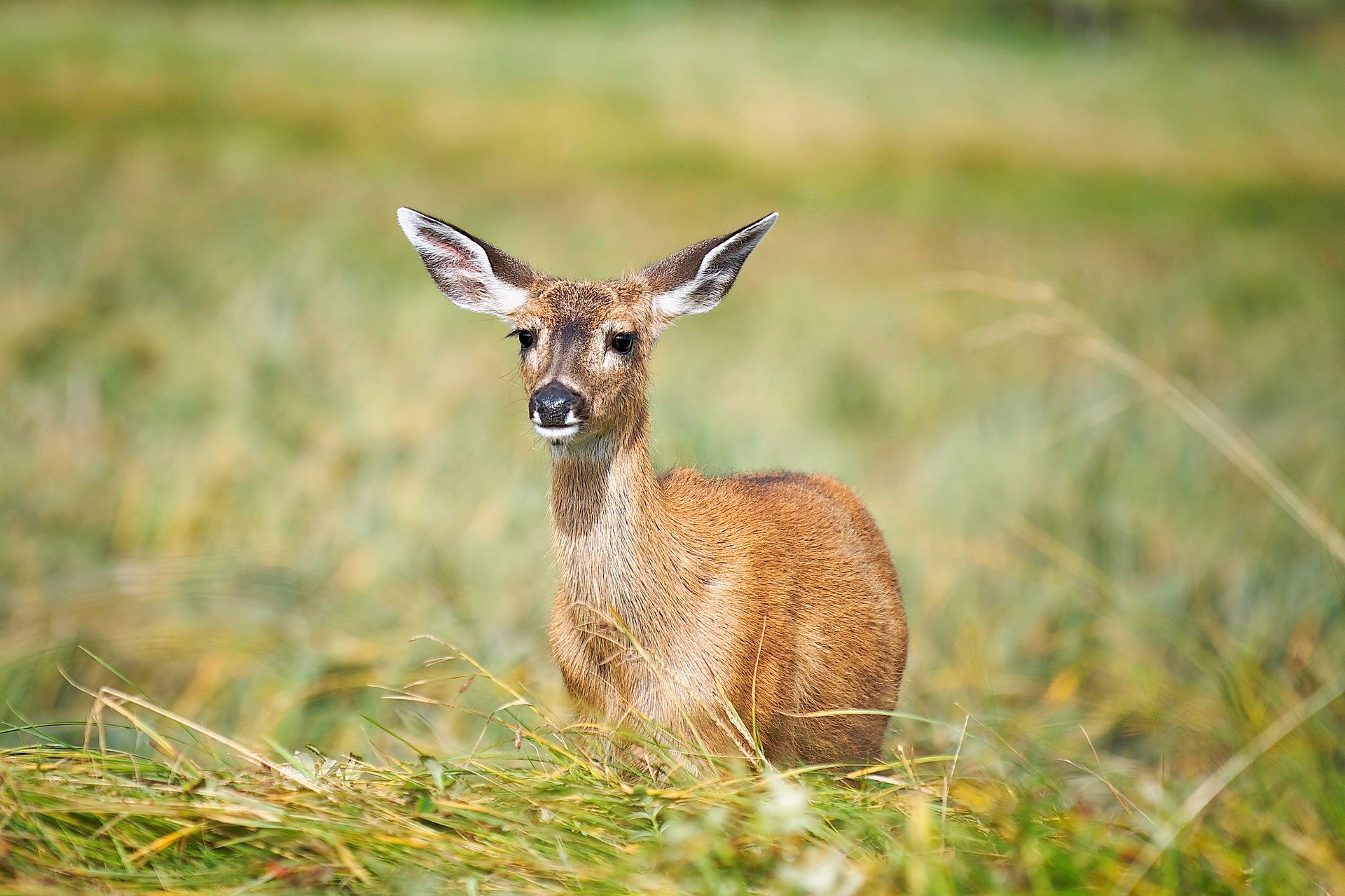 fallow-deer-7341424_1920